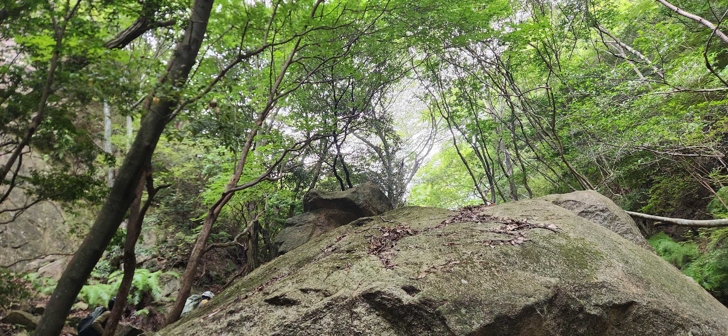 ゴリラ岩🦍