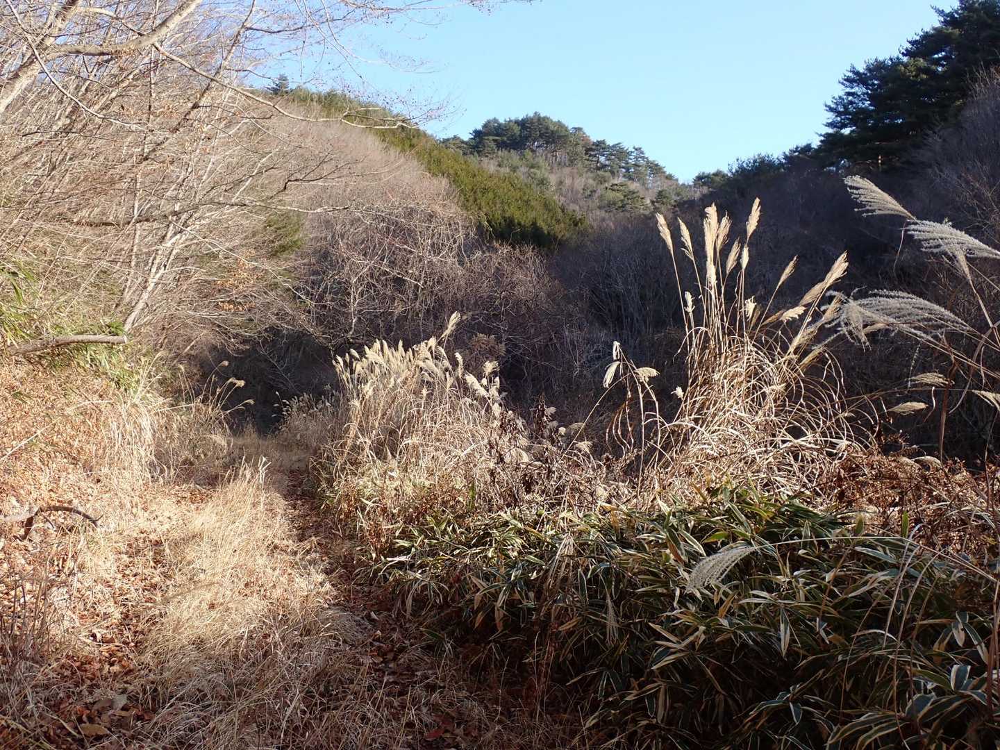 ガロ山でしょうか