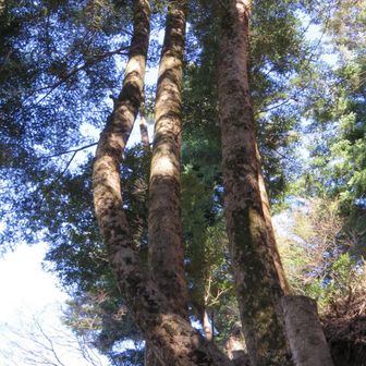 下山途中に見た年輪50年以上の巨木達はずっとここで登山者を見守っています。