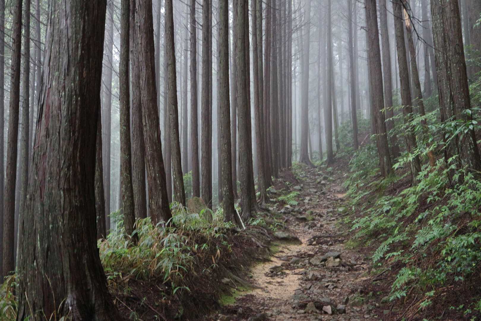 葛城山-枇杷平 縦走コースの写真