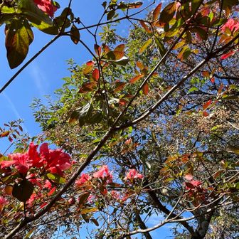 花が咲いてました