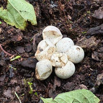 ホコリタケかと思ったら
ヘビの卵？！
あまりにも無防備なんだが
こんなもんなのか？