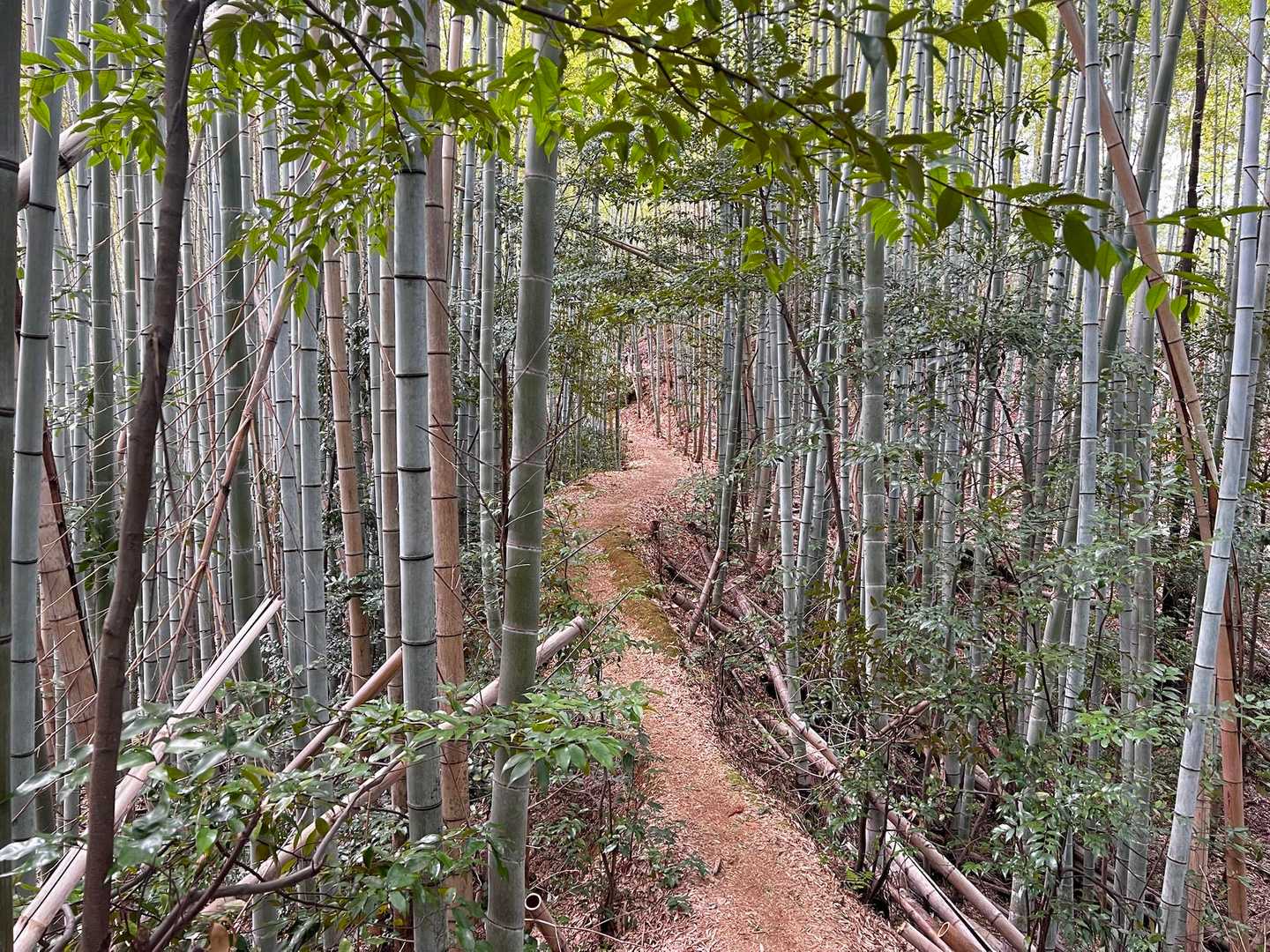 馬堀駅-みすぎ山-唐櫃越-沓掛山-沓掛山登山口-上桂駅 縦走コースの写真
