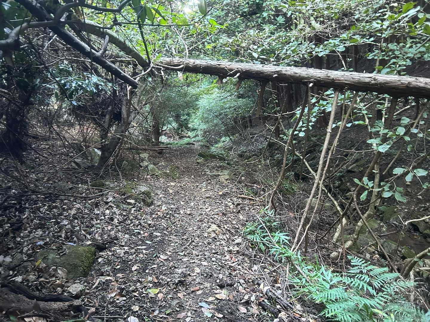 少し木を切って倒木の下を広くしました。