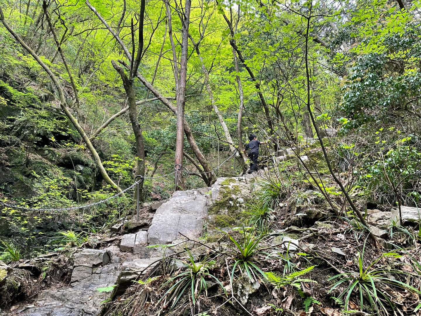 清東橋バス停-棒ノ嶺-権次入峠-白谷沢登山口-龍泉寺登山口 縦走コースの写真