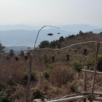 山頂オブジェ
松ぼっくりアート