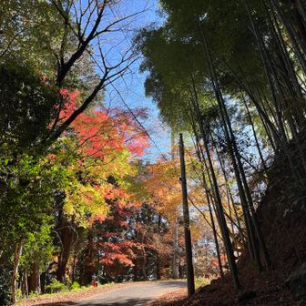 竹寺近く、まだ紅葉が残っていました