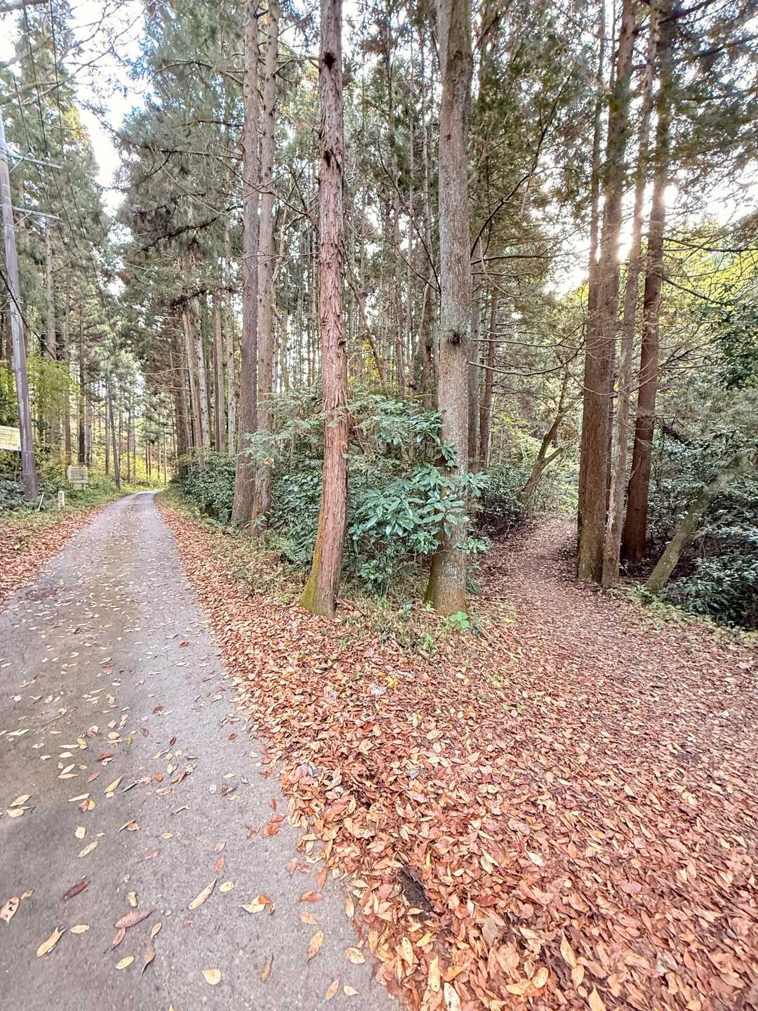 左の道から登って
右の道から帰って来ました😆