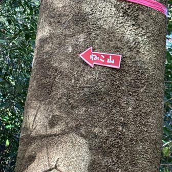 お地蔵様の御堂から先の猫を示す