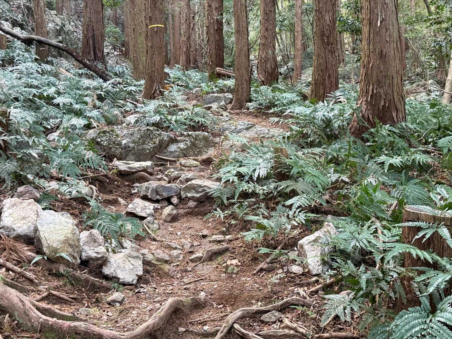 足元にはシダが🌱