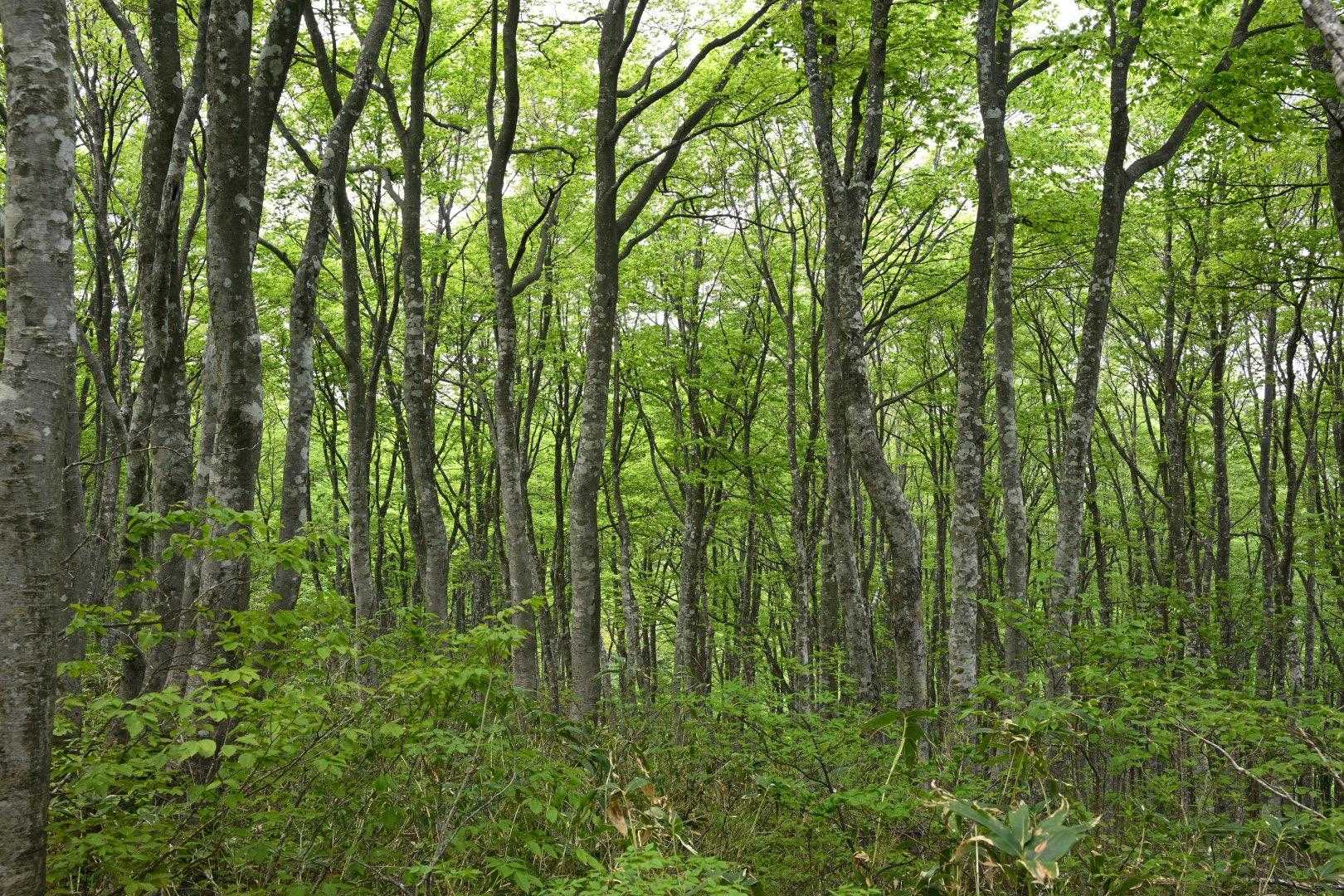 荒島岳勝原登山口-深谷ノ頭-シャクナゲ平-荒島岳-小荒島岳 往復コースの写真