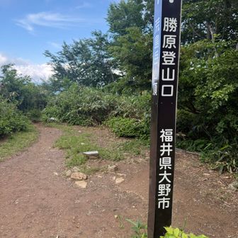 シャクナゲ平
勝原登山口方面
