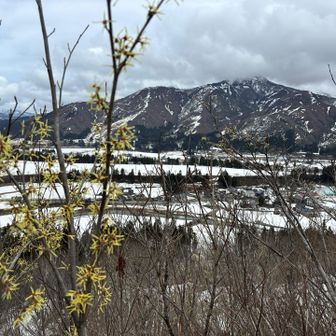 マンサクと権現堂山