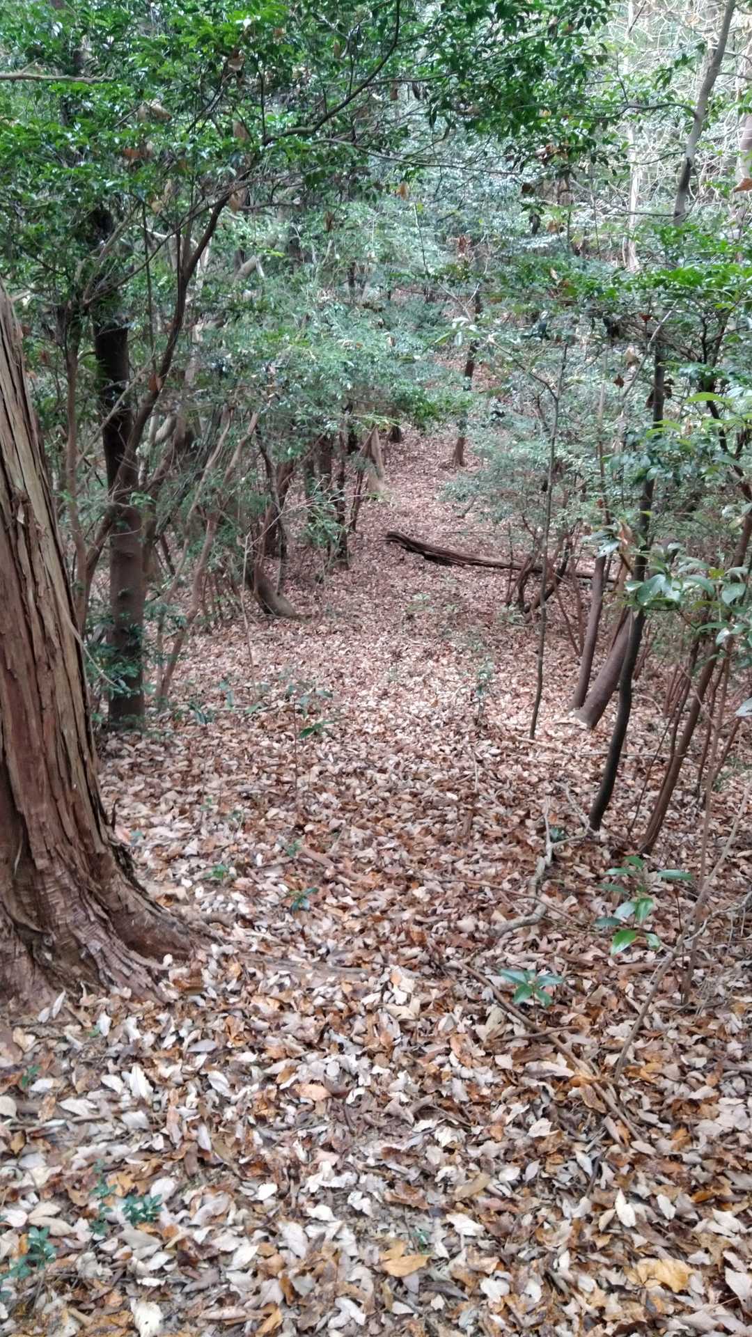 めっちゃ歩きやすい😅
これ正解⭕