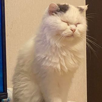 モンモン