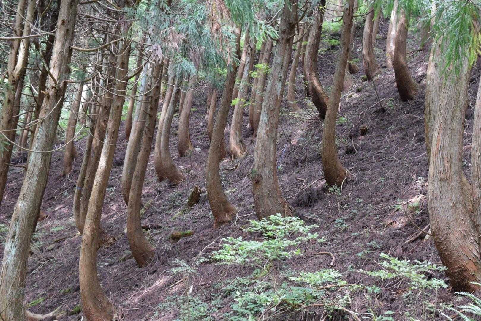 皆んなおなじ形て育ってます🌲
