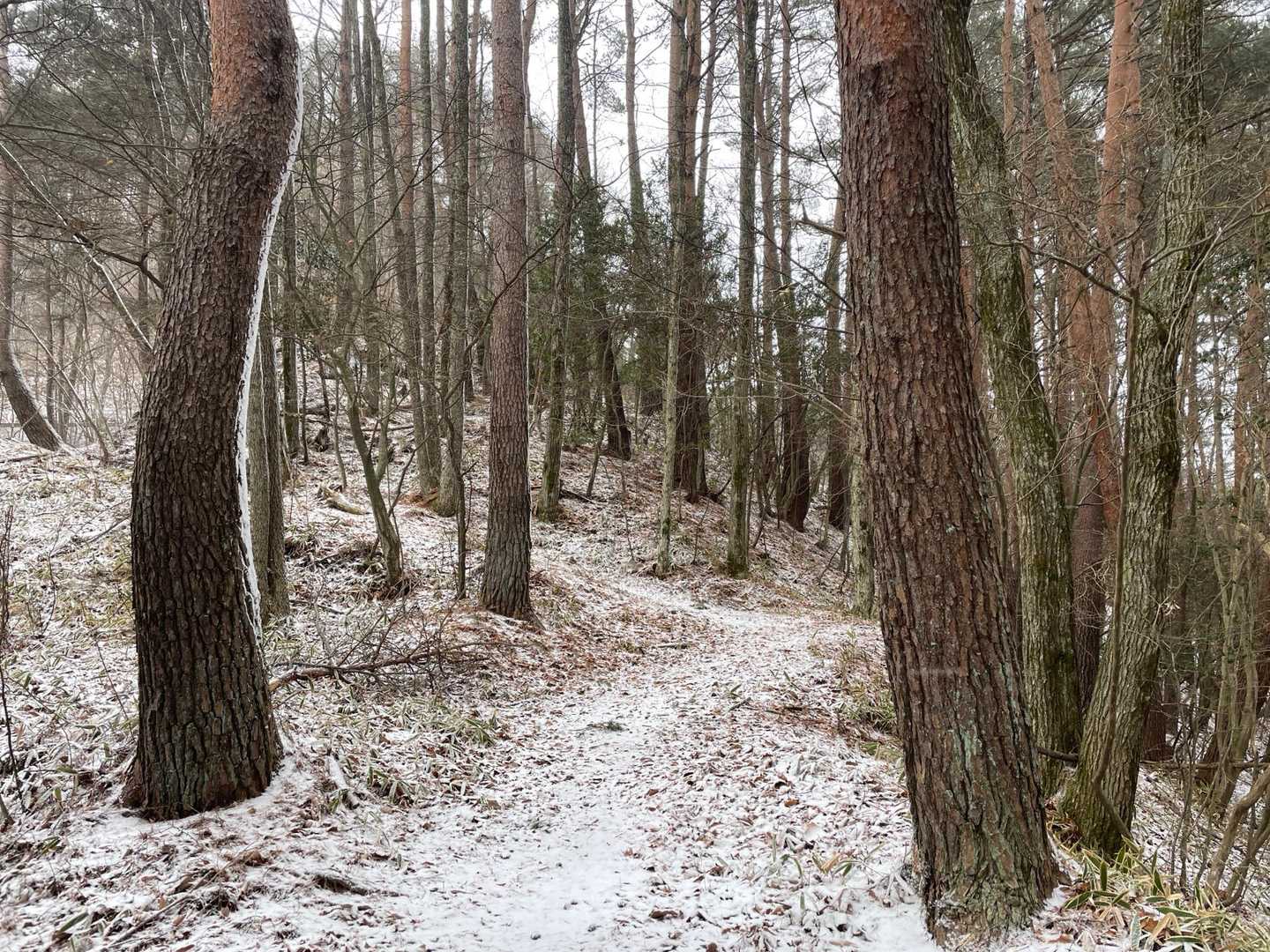林道が好きなイワン

気持ちが落ち着く〜

木🌲っていいな〜

マイナスイオン吸い尽くして帰ろ
