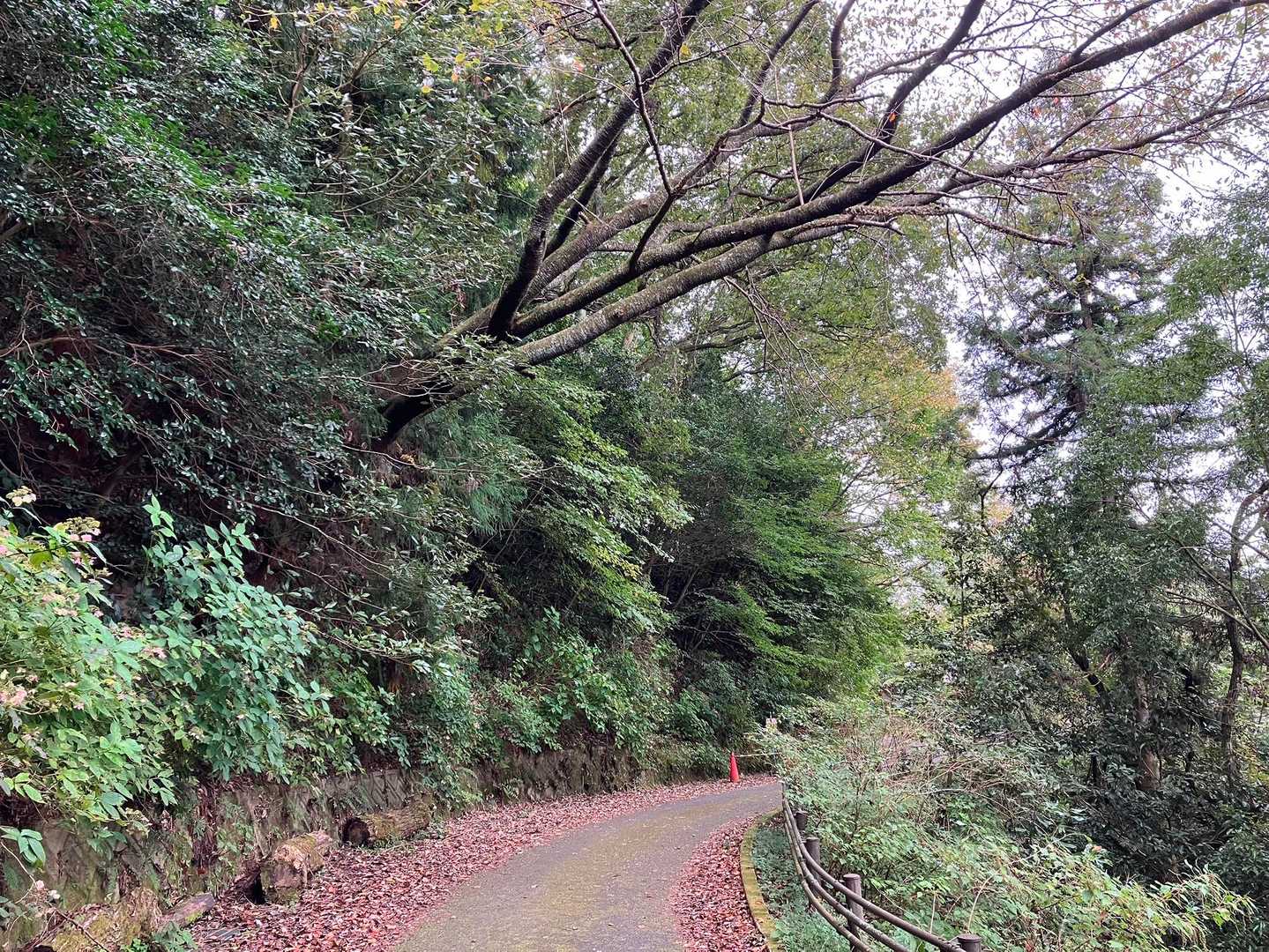 仕方ないので迂回します。
ちょっと足羽山ぽい。