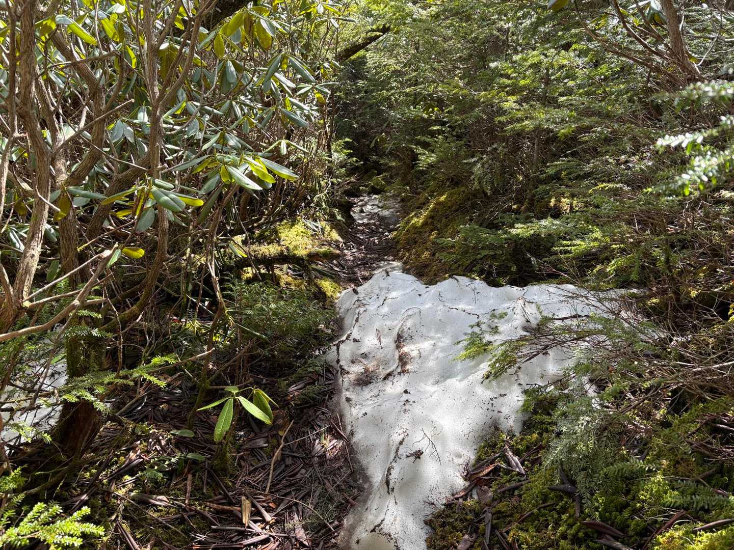 下山途中の唯一の残雪箇所