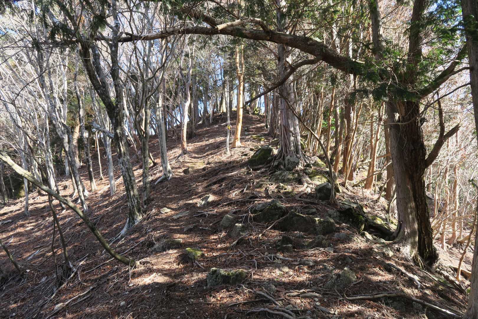 自然林になってきました