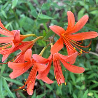 キツネノカミソリ🌸を見に来たからです😆