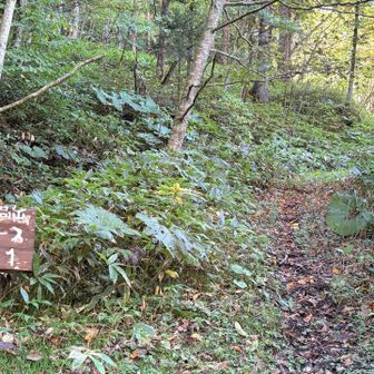 歩きやすい山道