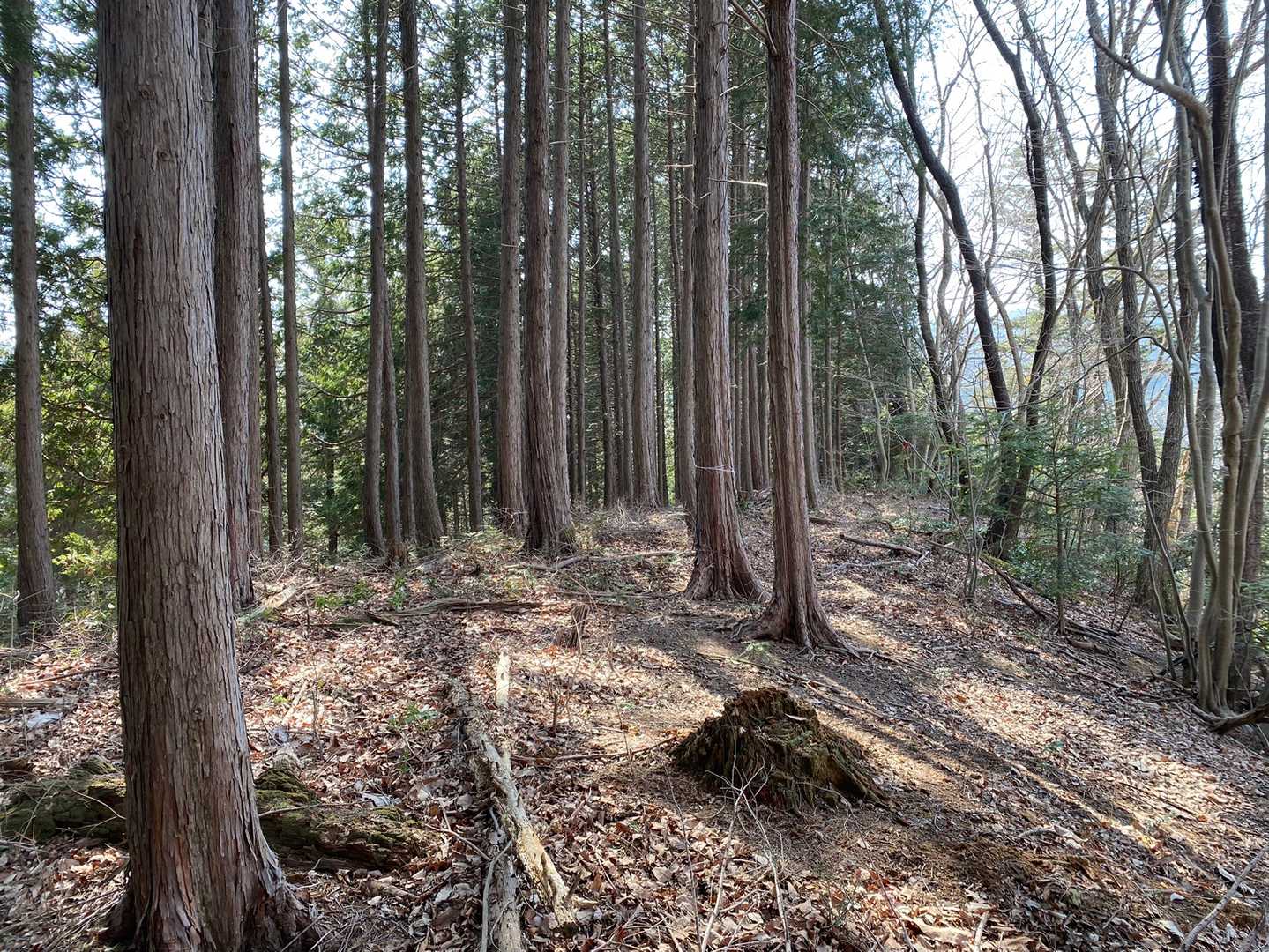 ツチラ山。山頂標を見つけることができませんでした。