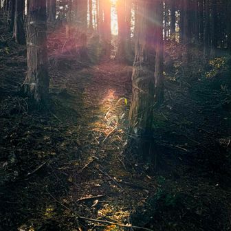 
多分…
神やわ
山の神
ヤバい
神秘やわ

🙏✨

薄暗い針葉樹林の中に突き刺す太陽の輝き✨
