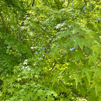 グリーン💚グリーン🌳
