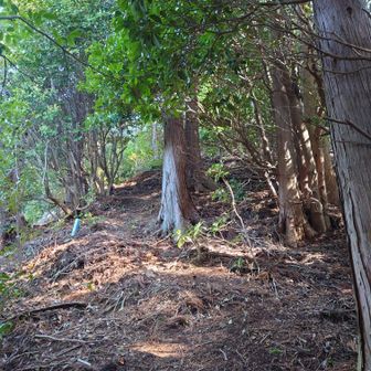 いきなり急な尾根道が始まります🤮