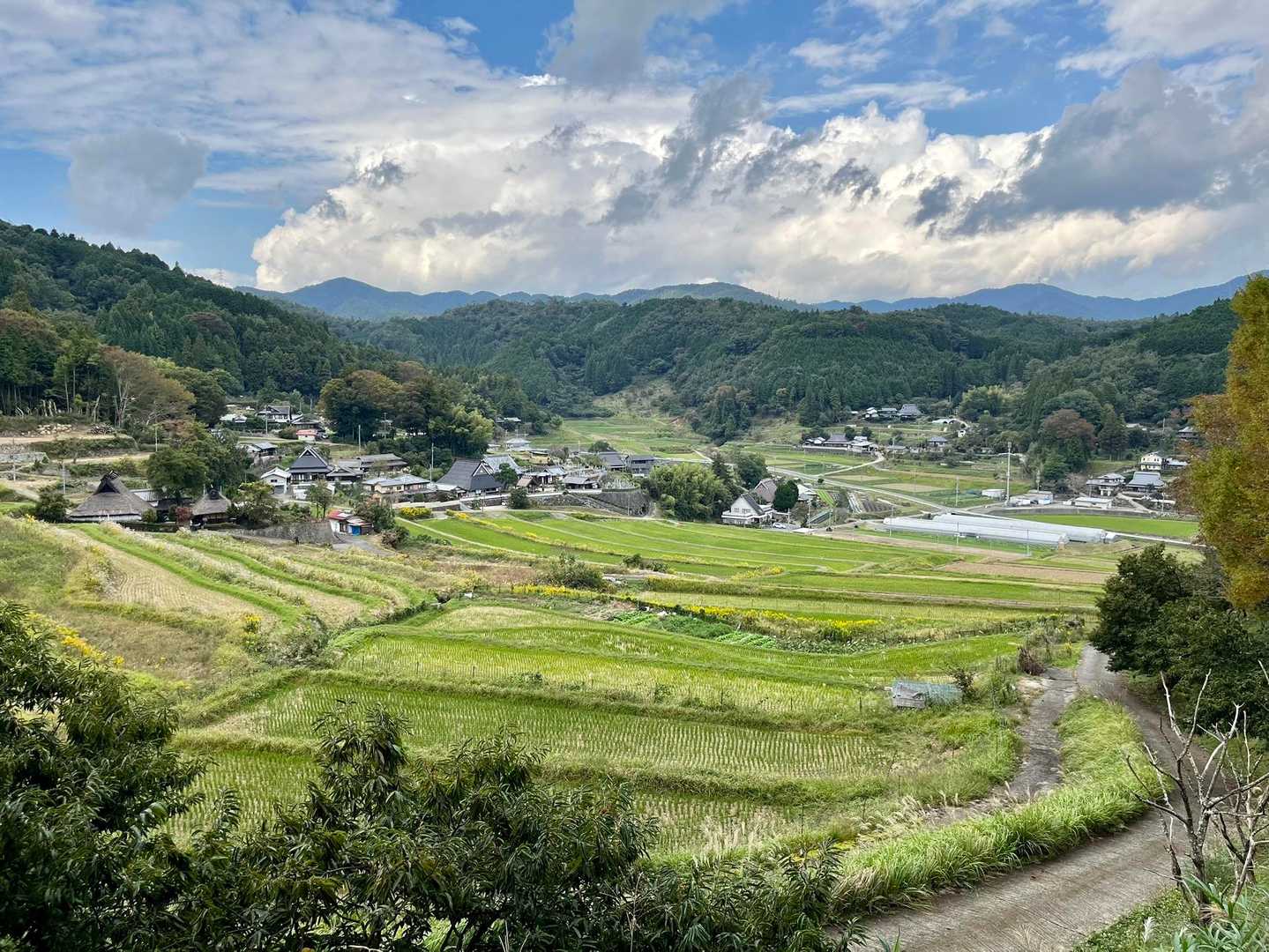 稲穂🌾がなくても…