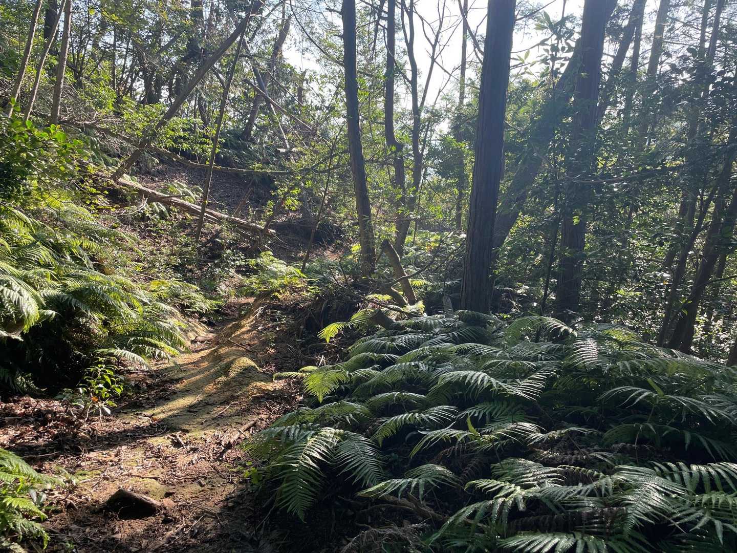 シダシダ🌿