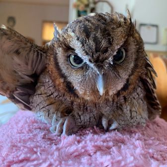 ふくろうヨシヒロ