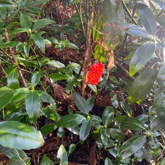 ちょっと時間を置いて一回り、マムシソウの実