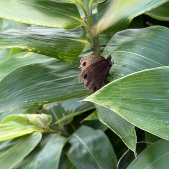 低い所をヒラヒラ🦋ヒメウラナミジャノメ
蛇の目蝶