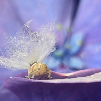 Google先生より
『ハゴロモ科の昆虫の幼虫です。
お尻についている白い綿毛のようなものは、幼虫が分泌するロウ状の物質。
この物質は外敵から身を守るために身にまとっていると考えられています👩‍🏫』
ハゴロモの仲間でアミガサハゴロモらしいです🥰
めちゃくちゃ可愛かったよ～💕