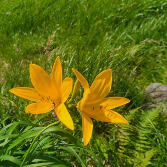 6月に来た時は雪渓だった場所🧡