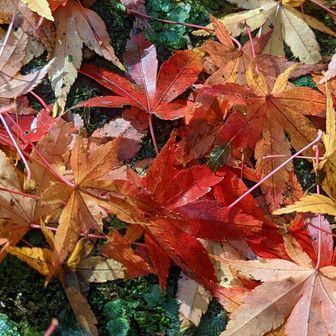 昨日までの2日間雨なので、ズル地面に気をつけて