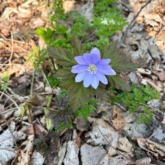 キクザイチゲ？🟣