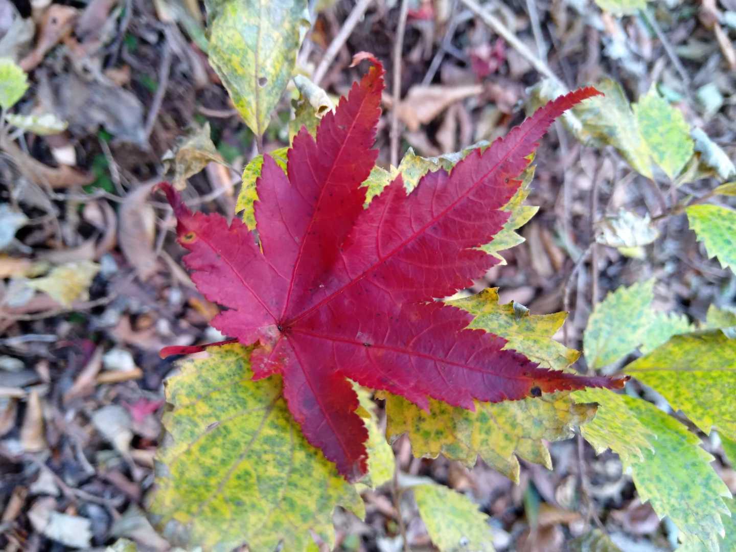と思ったら、また素晴らしい紅葉！　
とにかく紅葉がばっちりでした！