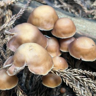 食べられる？