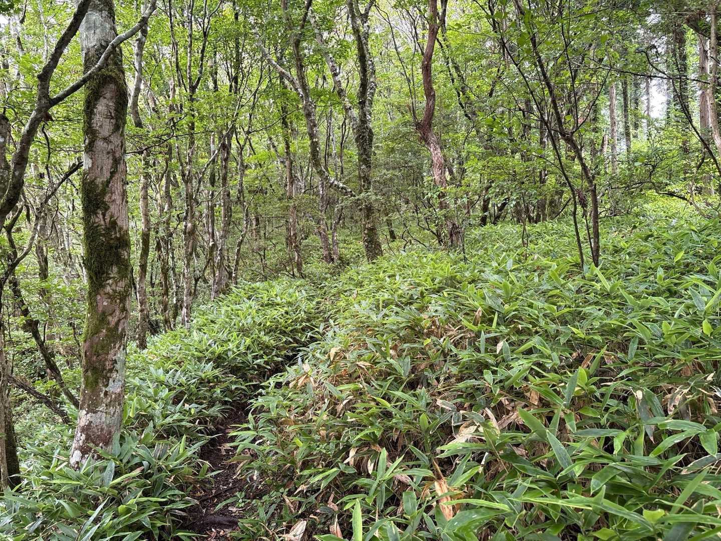 風穴登山口-皿ヶ嶺 周回コースの写真