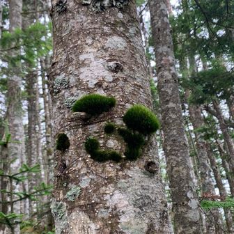 苔が笑ってる　🐼？