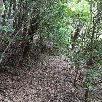 竹林エリアを越えると、普通の山って感じ。竹の葉と違って、滑らないのがいい。