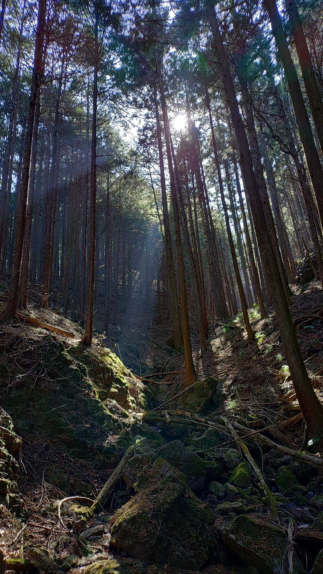 日が高くなり、光が差し込んで綺麗ですなぁ。