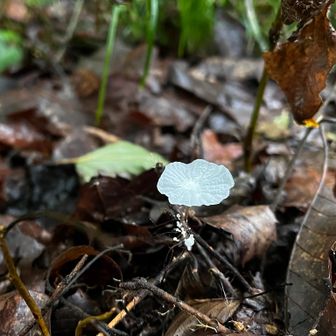 雨上がりでキノコたちも活発化