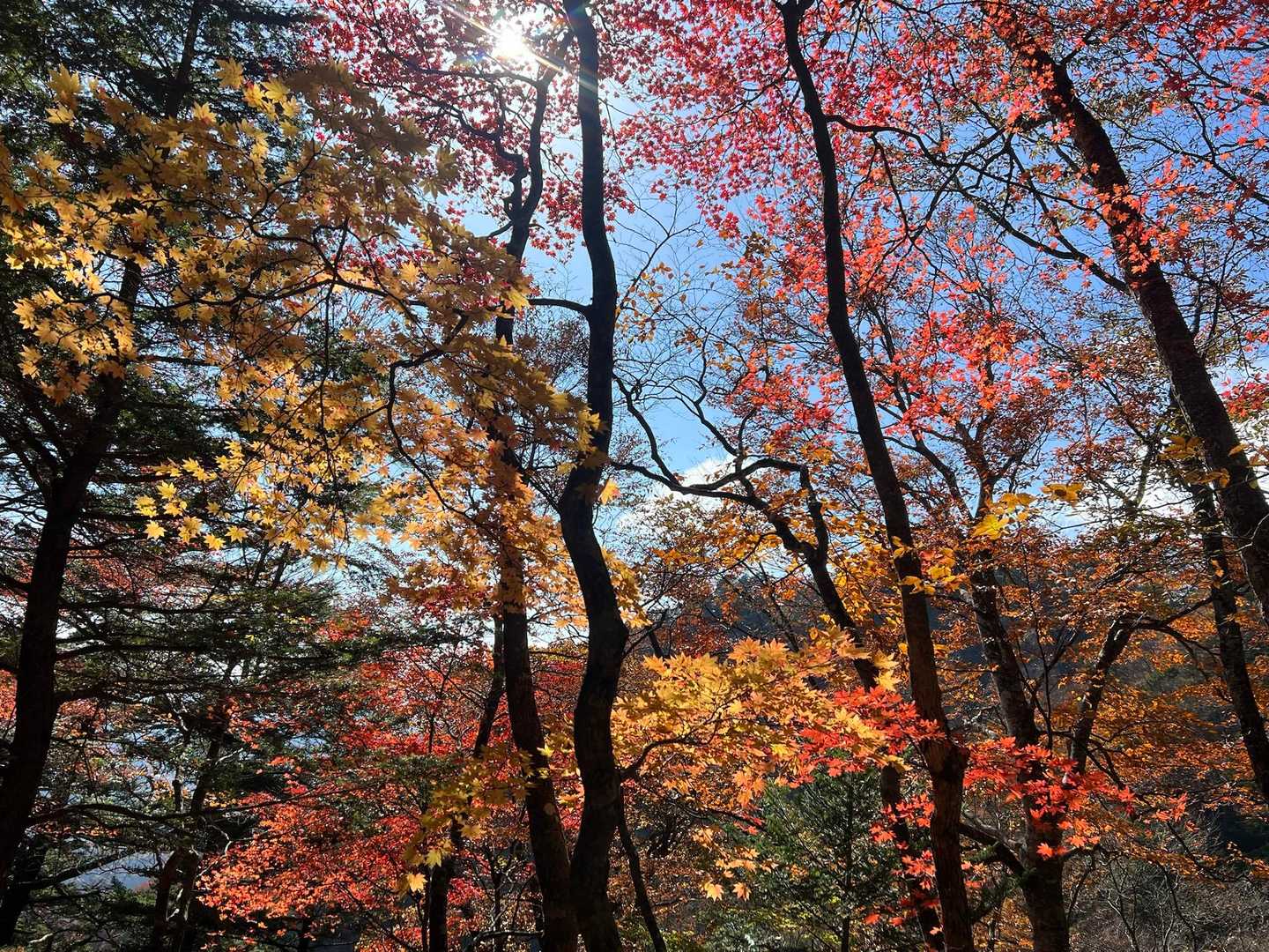 下山も紅葉を愛でながら🍁素敵でした♡