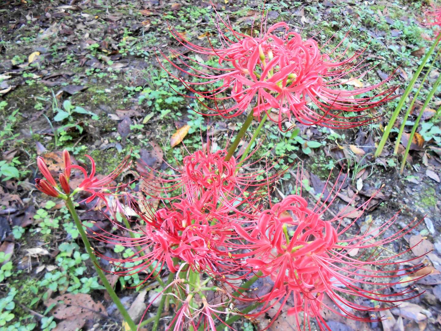 東三河ふるさと公園メインゲート-遠見山 往復コースの写真
