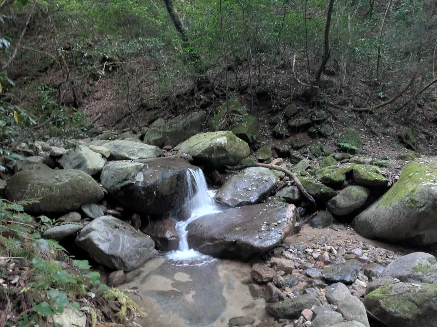 九千部山・五ヶ山周回 | 福岡を支える水源の山を目指す渓谷山歩の写真