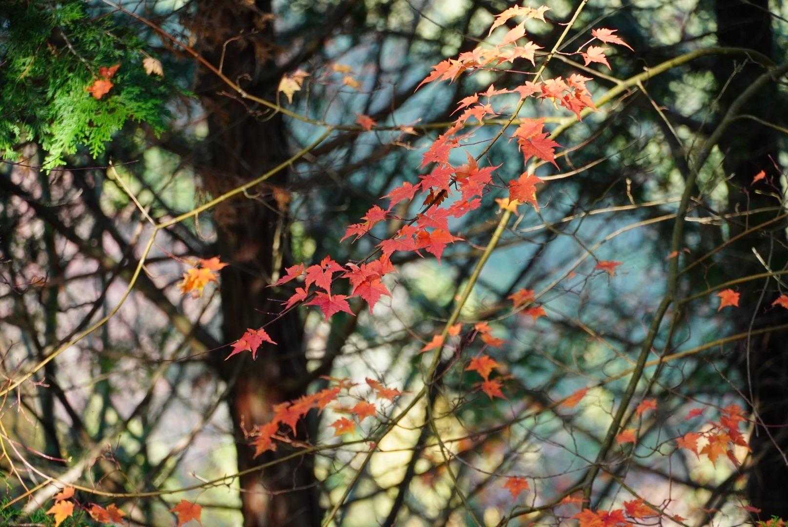 おっ、久しぶりの紅葉ですね。ほんの少しですが、力強く。